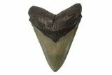 Fossil Megalodon Tooth - North Carolina #245879-1